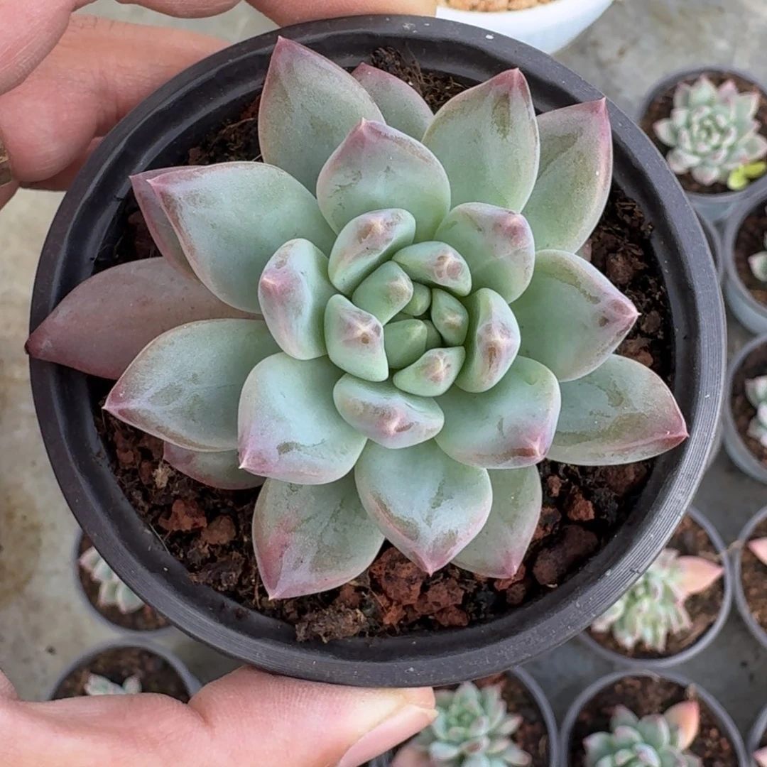 韦斯特曼 单头 一物一拍