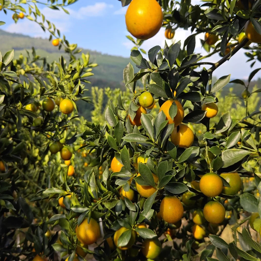 融安金柑2斤脆甜多汁果园直发新鲜到家