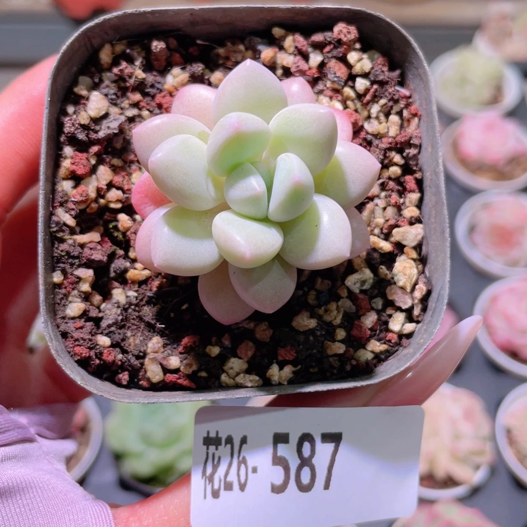 花利美26-587泡泡糖