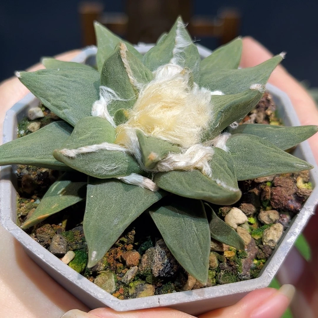30号实生中筋龙牙9cm