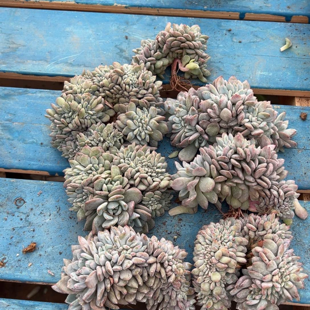 小树缀呀呀呀呀呀呀呀呀