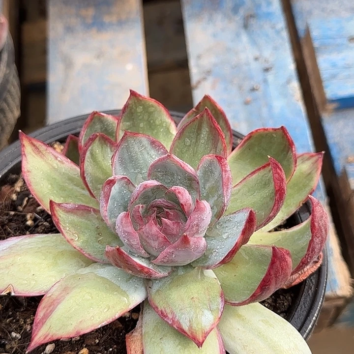 惊鸿一物一拍包装收缩花旱
