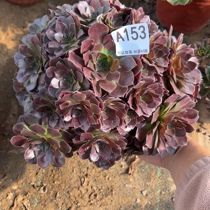 荷兰玫瑰多肉植物153.