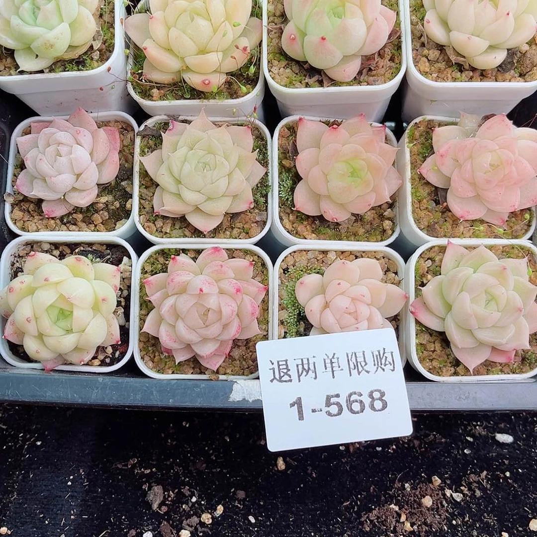 1-568 新疆西藏内蒙不发零度以下拍保温箱不拍不包损