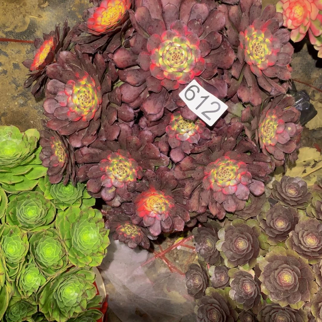 小***糖法师多肉植物612法师