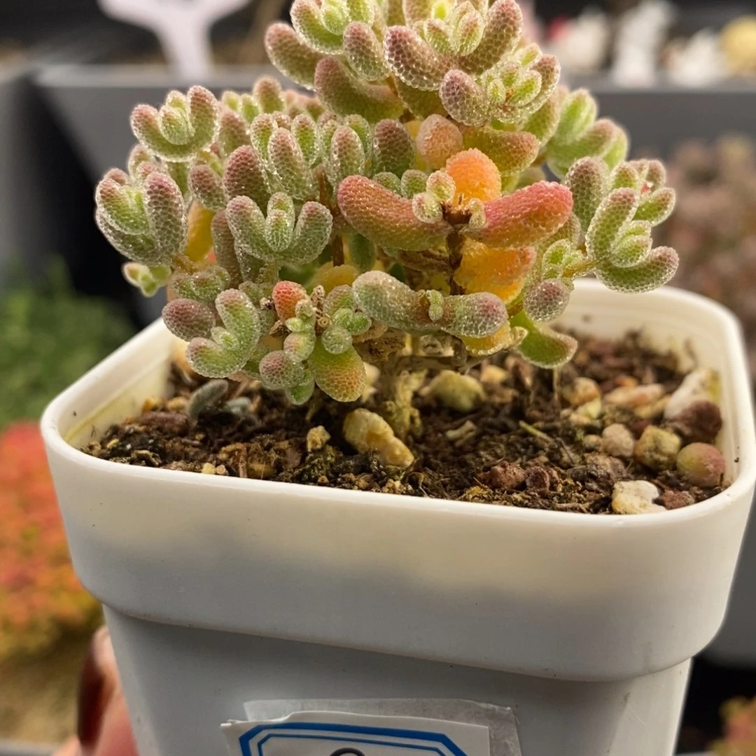 完全开放8号冰晶枝干（6.5cm）