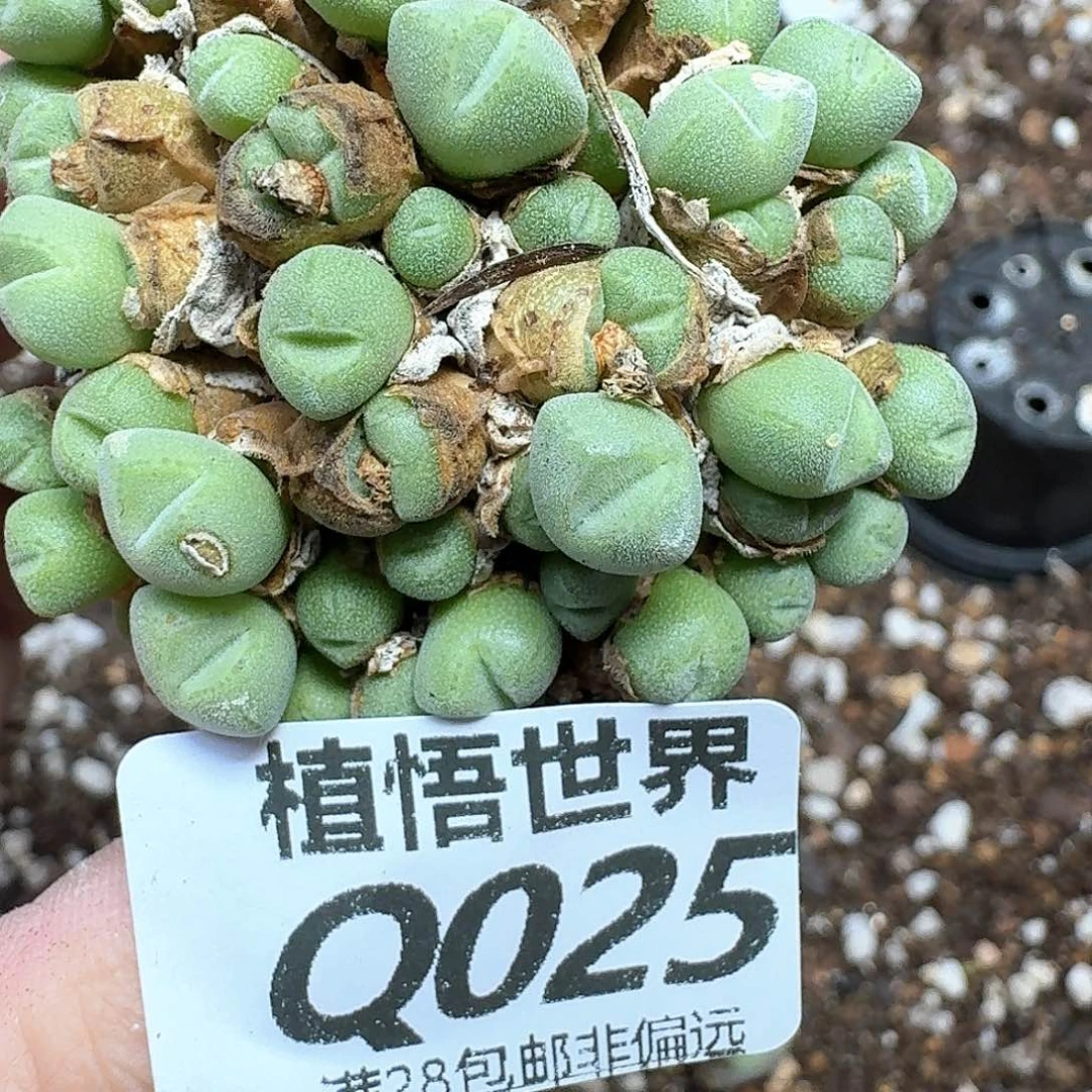 一颗一组量拍小米米雏