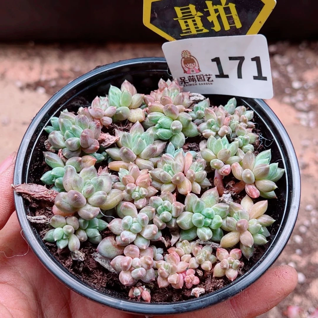 多肉植物多肉植物