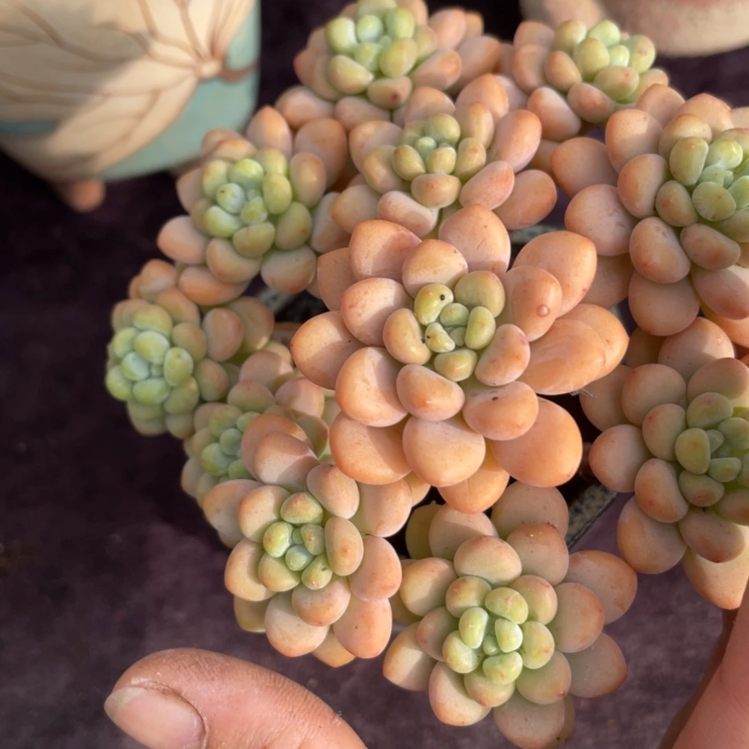 小***心洛可可群生多肉植物一物一拍