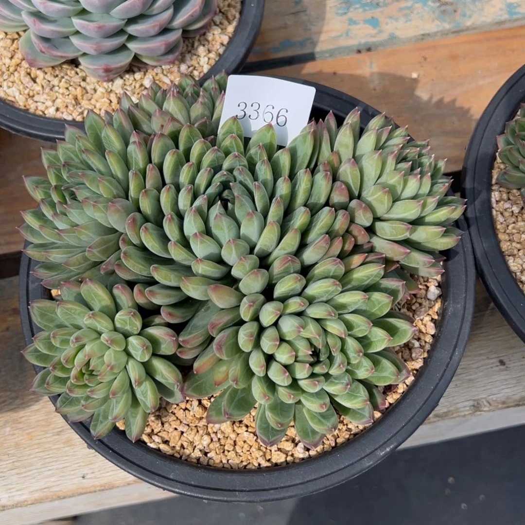 岁**s3366多肉多多多多多