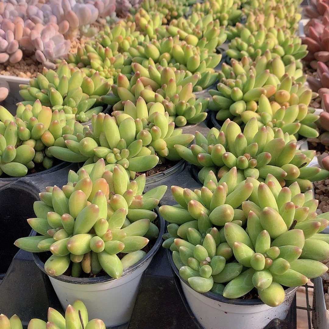 优选千代田群00000000000000000