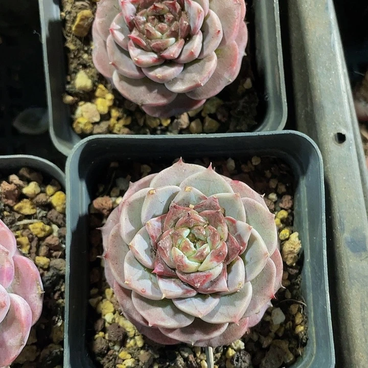 7方大单头天鹅绒带盆