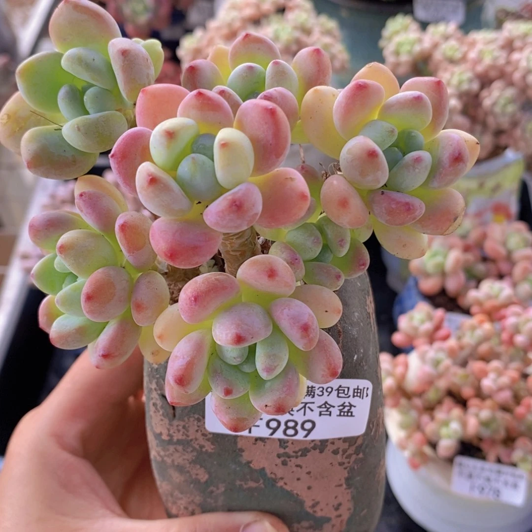 樱花罗琦老桩9cm989多肉植物