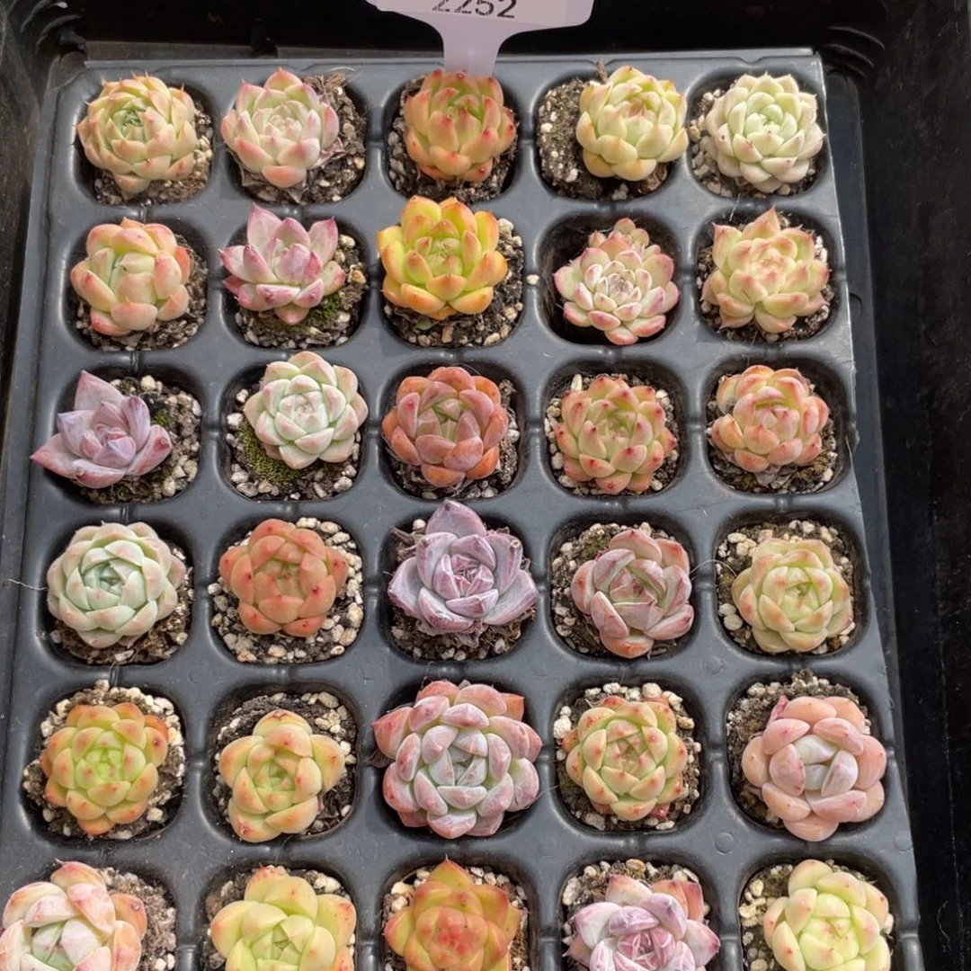 框拍不包整散。 杯子不售后2252