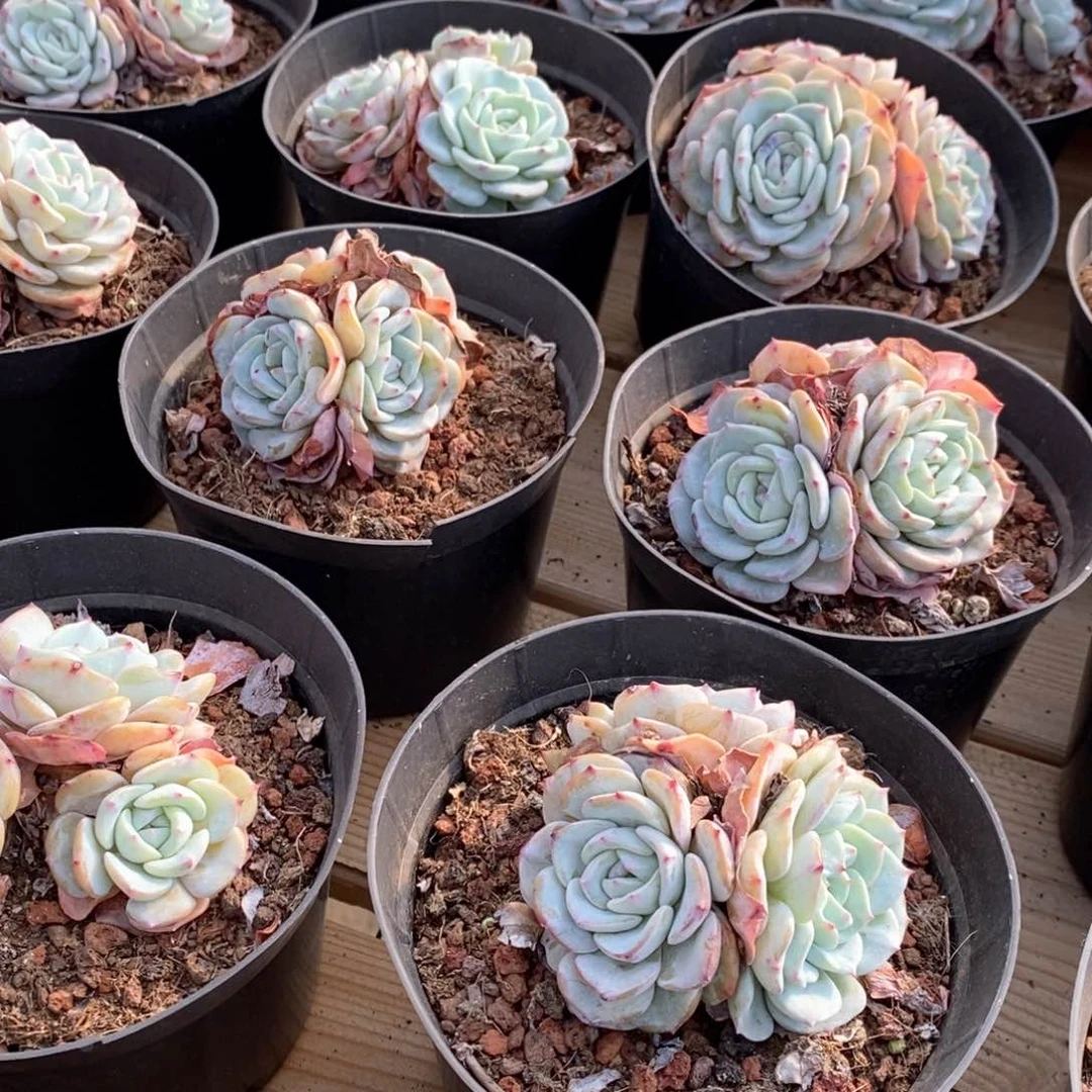 62勃朗峰群生 福利多多