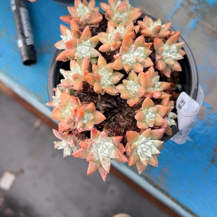 白菊仙女杯，一物一拍0840