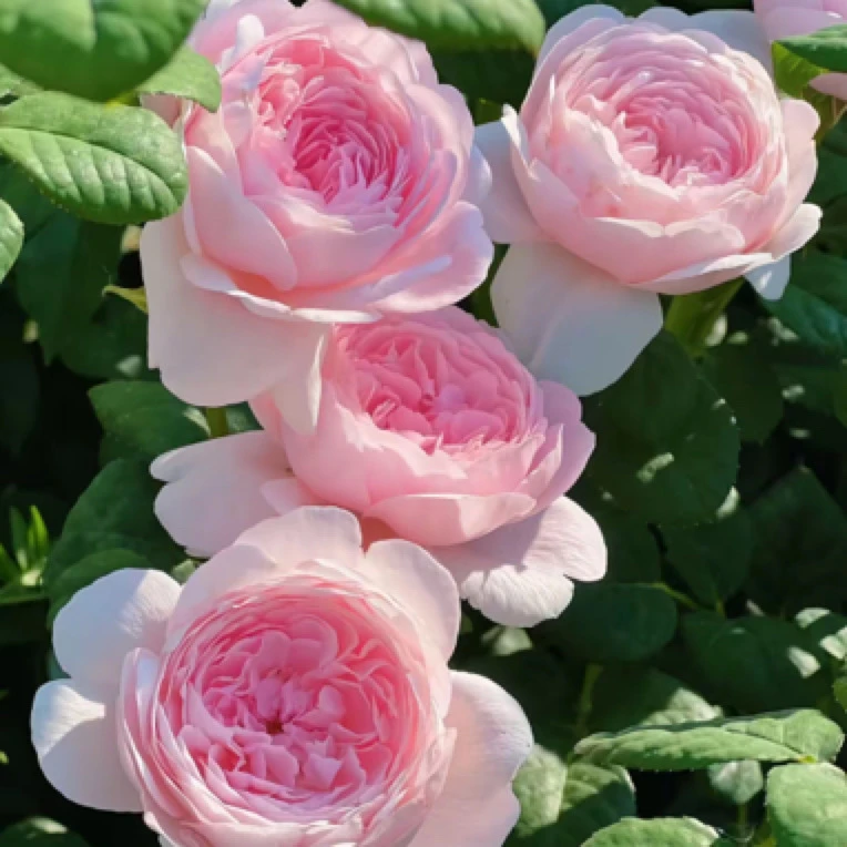 【独棵两加仑瑞典女王】直立性好粉色爆花多年生新手易养