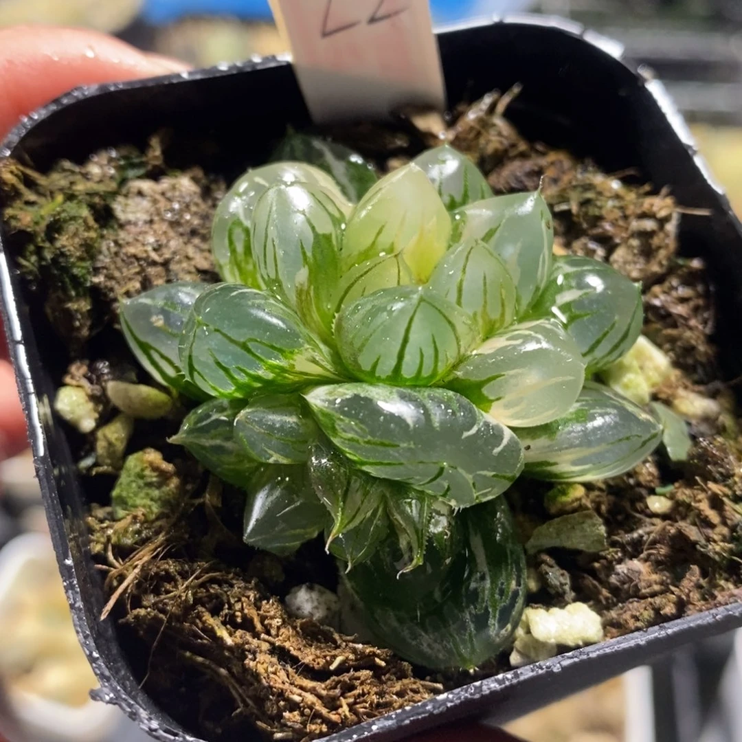 不开花植物22水中月十二卷多肉植物