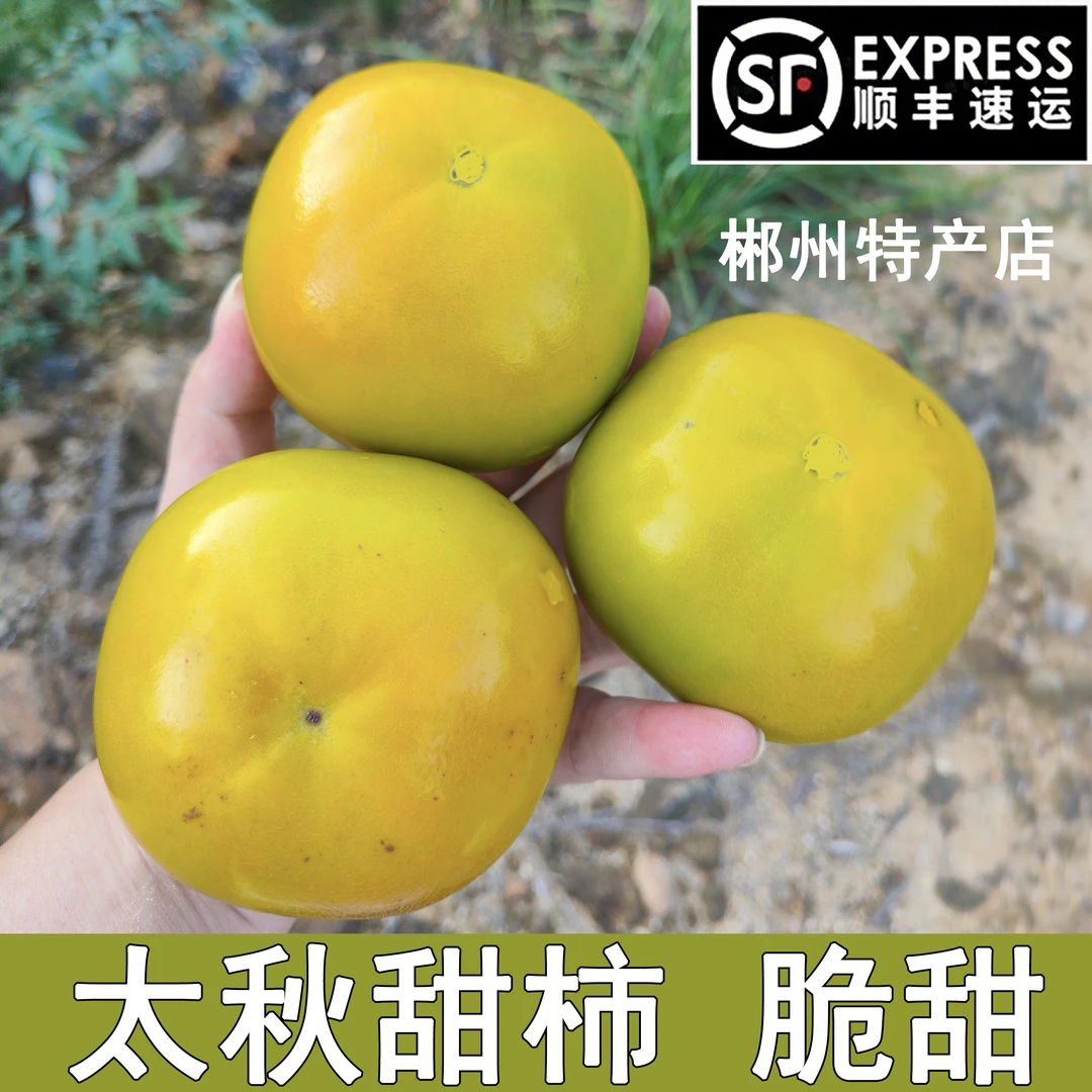 太秋甜柿子浙江宁波慈溪正宗日本大秋甜脆柿鲜果嘉兴桐乡顺丰包邮