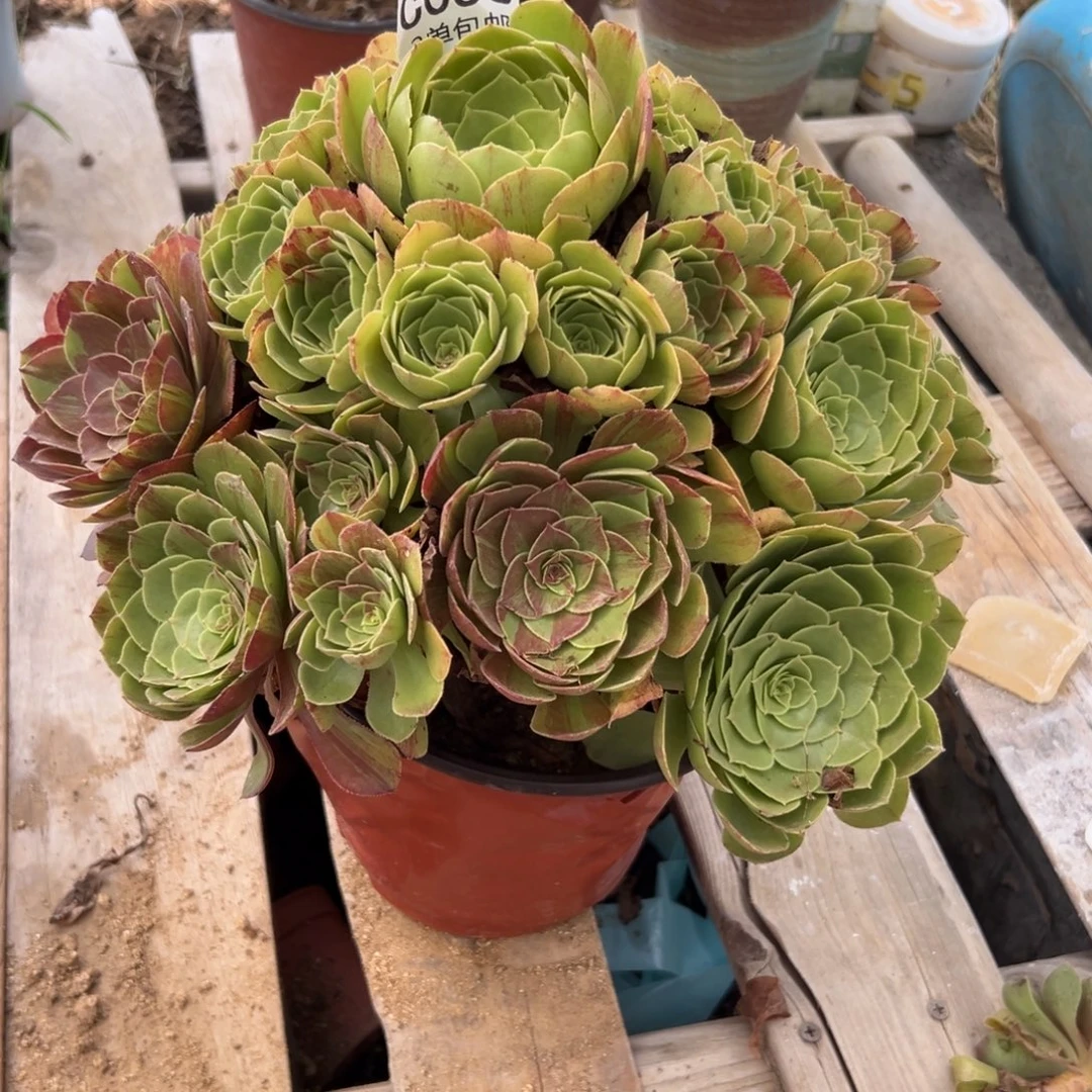 058多肉  花月夜 不包断头