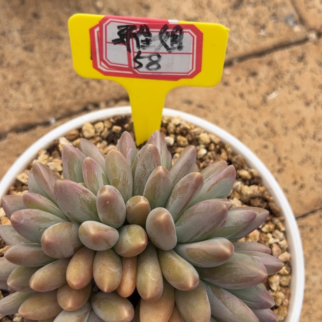 雅****哥特人是个非常，雅姐58