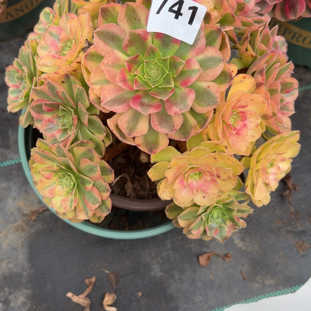 老庄雨河多肉植物741
