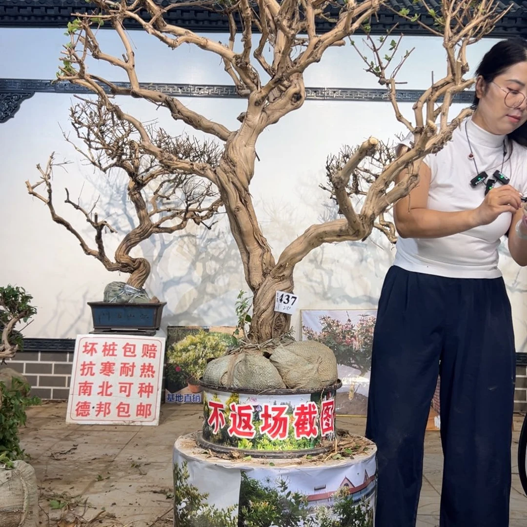 无花朵金银花8888