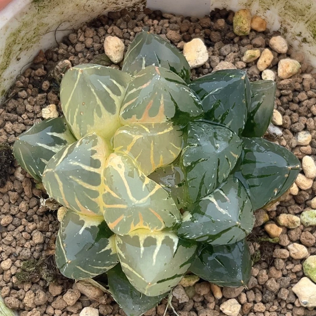 50大窗OH玉露锦半糊斑