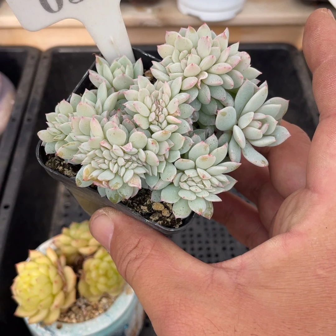 米****匠0360静雪缀不带盆10厘米