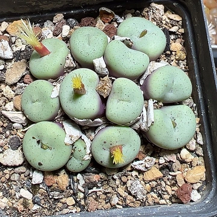 033号吕氏大饼zzyyyxy