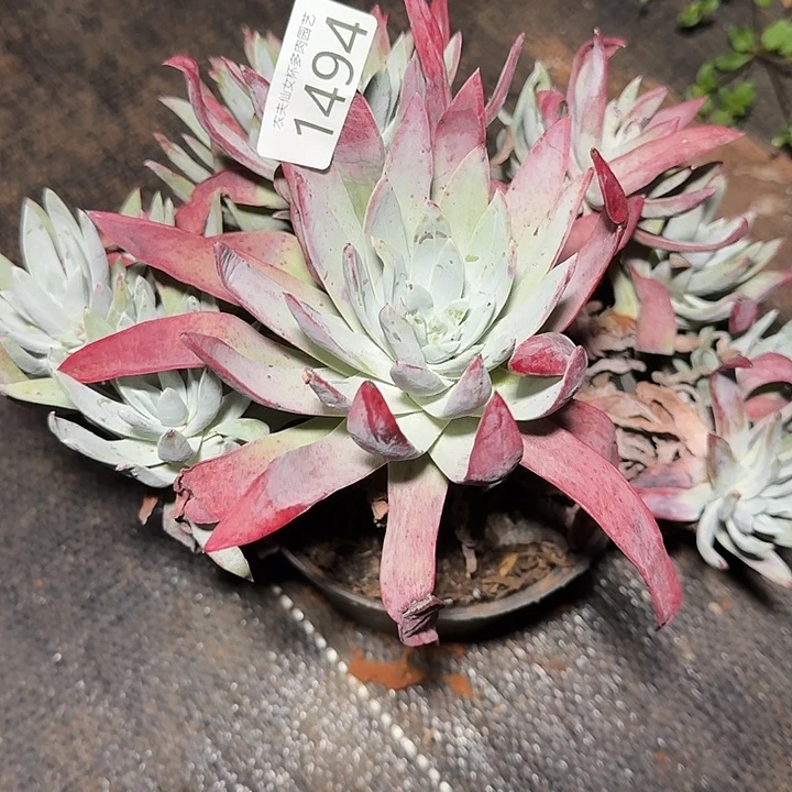 仙女杯多肉植物杂交