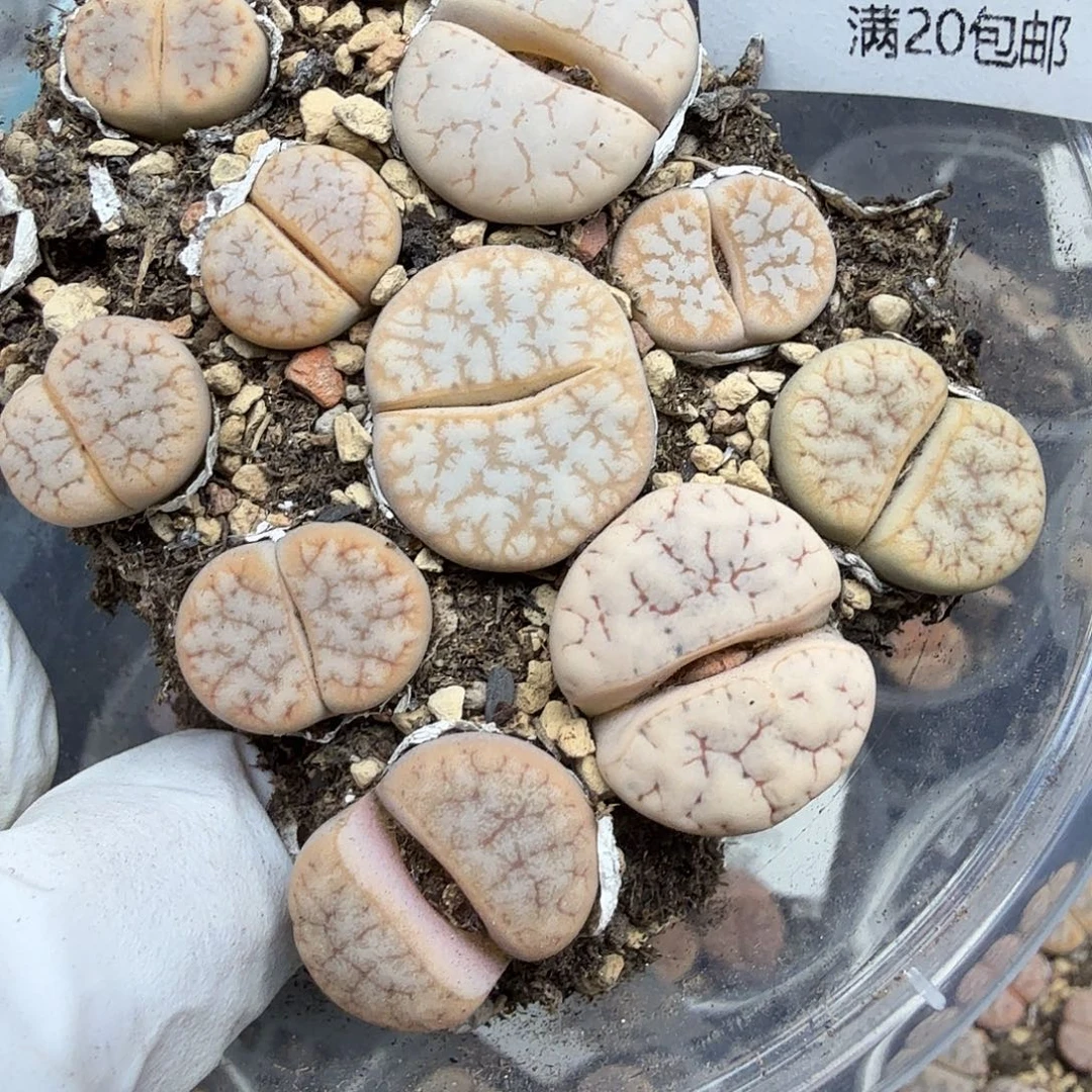 不要说对不起哦761