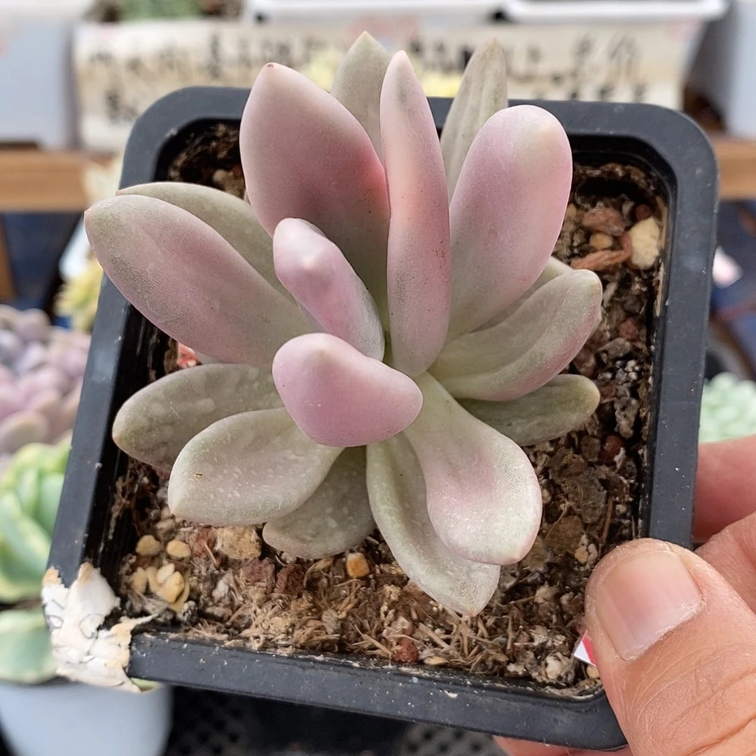 24255 桃花源锦 不售后