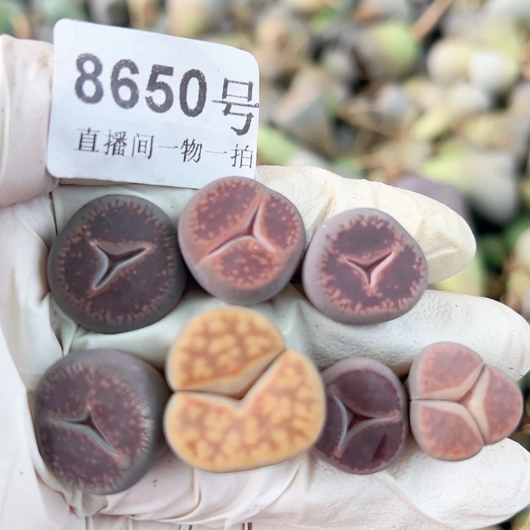 8650 好养易活生石花大母本奔奔7个1.6cm左右