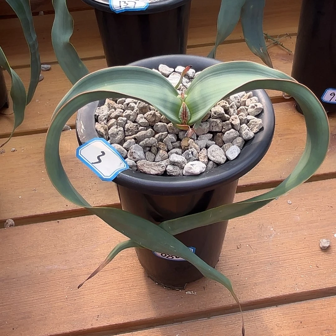 优选百岁兰，爱心垂叶，3号