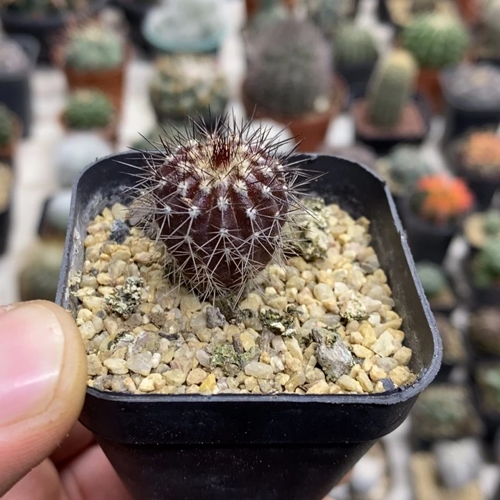 紫皮尤博球特价福利