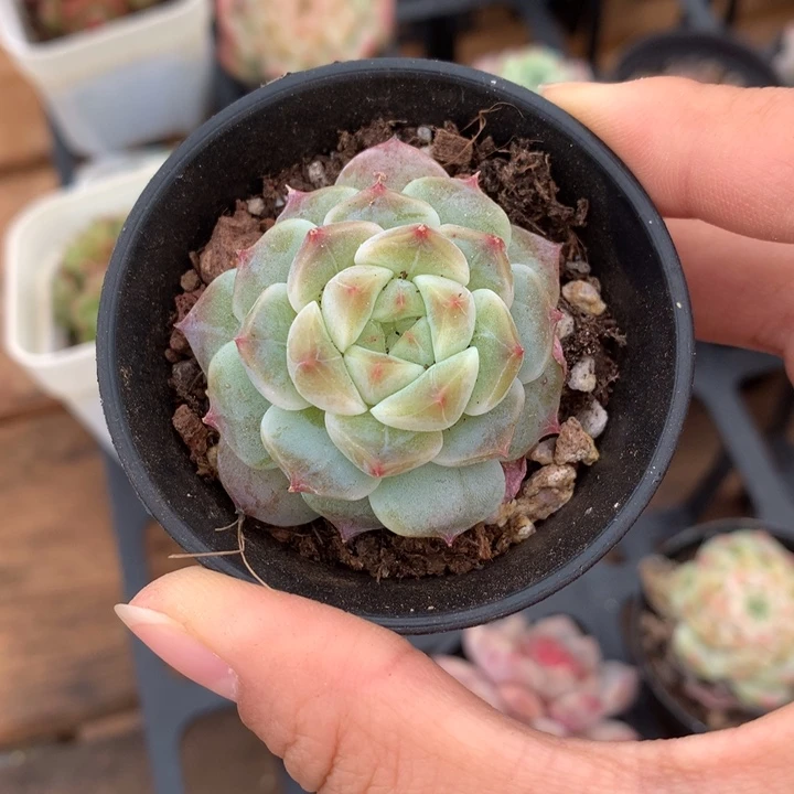 精控秘境冰魄单头