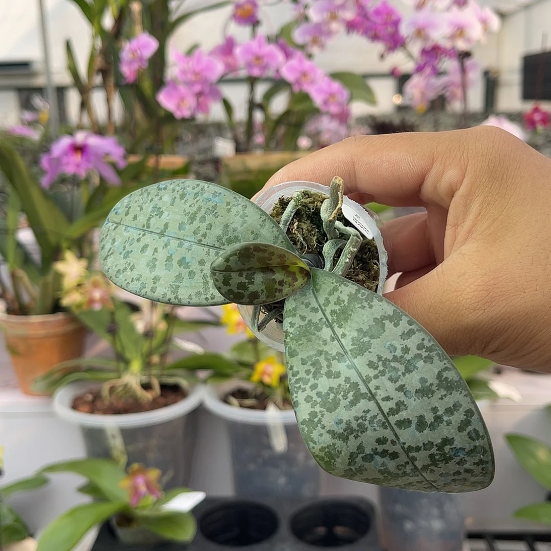 完全开放1128 606脉纹西