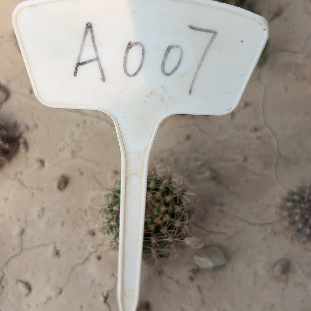 慧***A007,千层酥瑕疵歪头