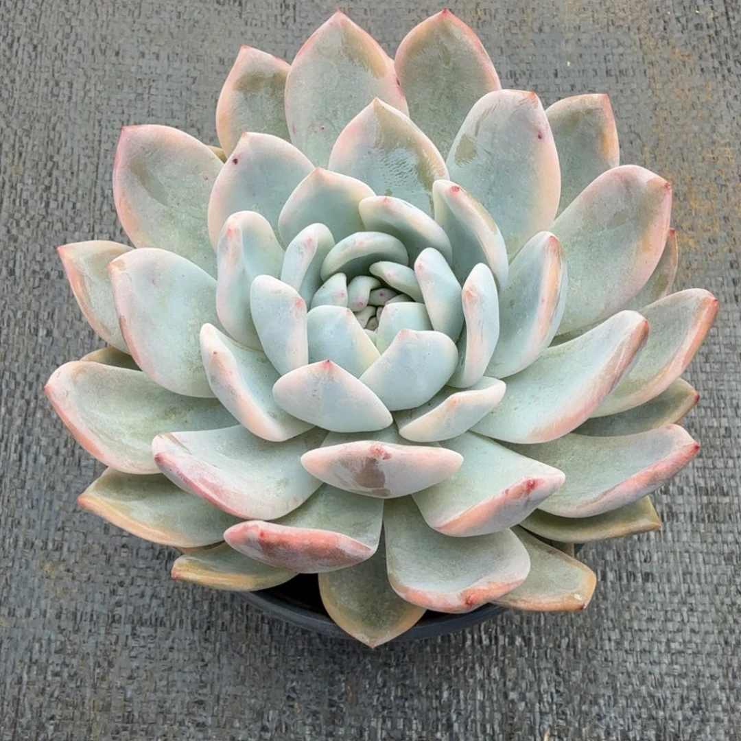 梦露锦锦上园艺一物一拍