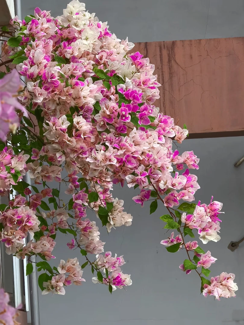 【漳红樱】三角梅百变红樱花卉勤花四季开花基地直发