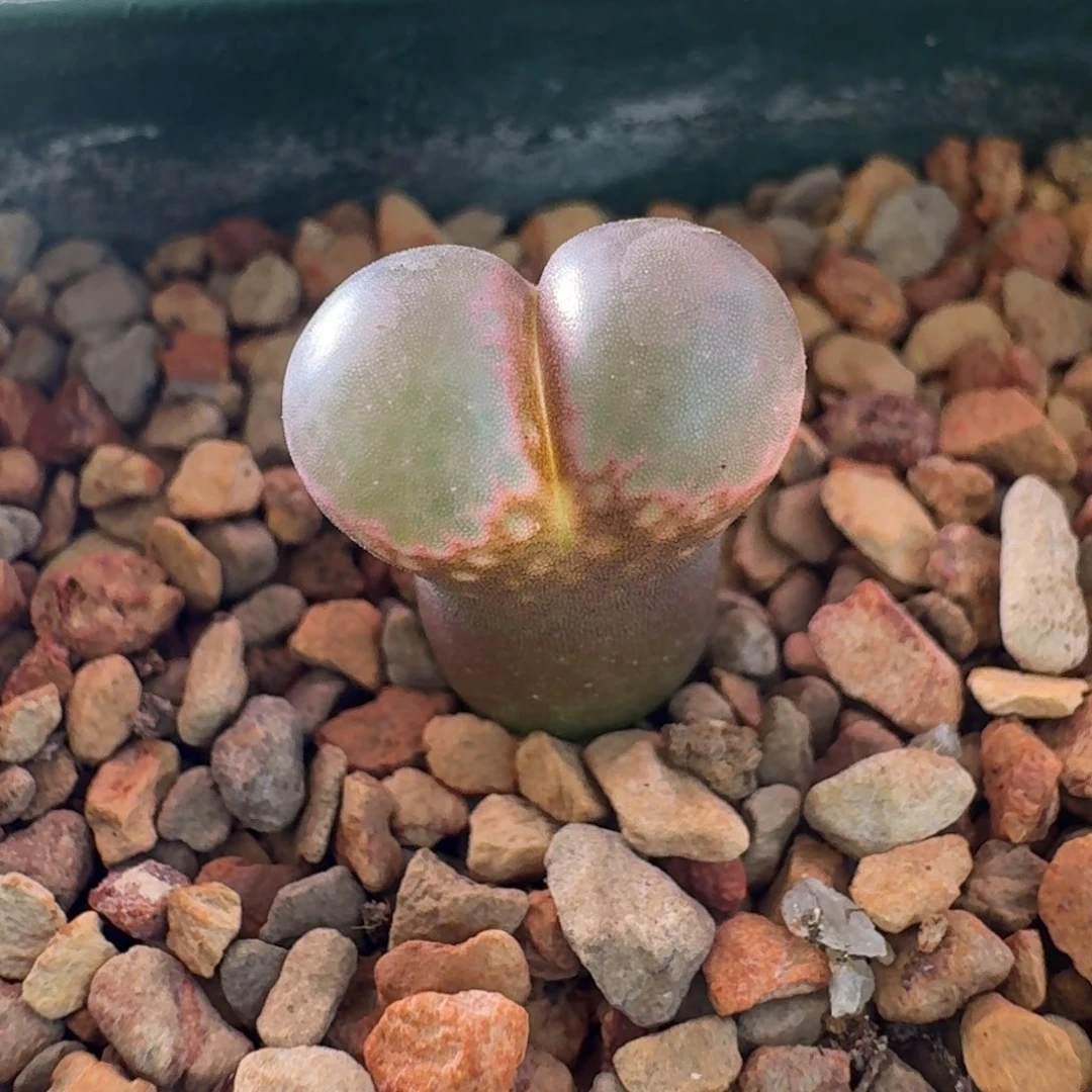 云缦精品番杏29.15紫罗兰