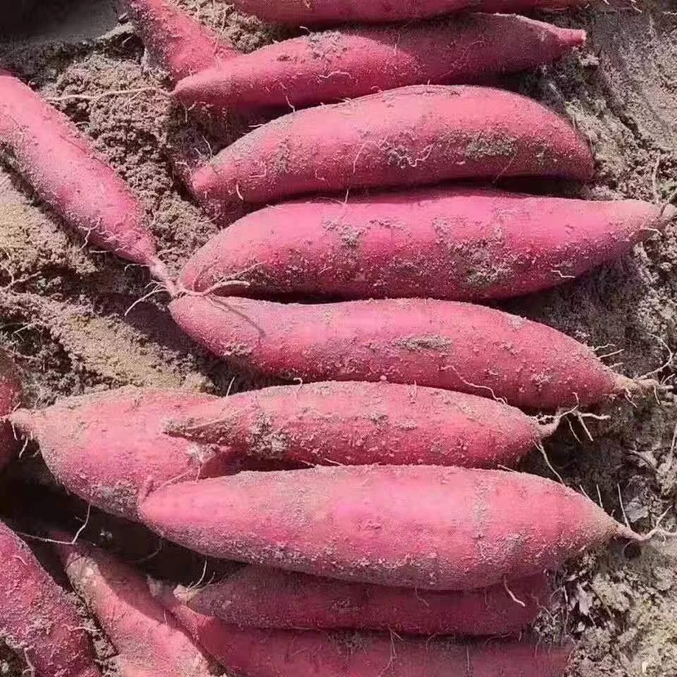 临安天目山原产泥地现挖小香薯无丝新鲜现挖正宗天目山香薯5斤装