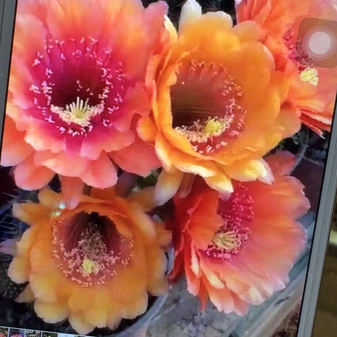 橙宝石带根6公分以上毛花柱