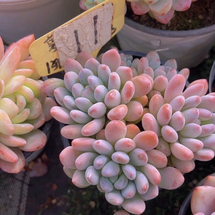 健健康康平平安安