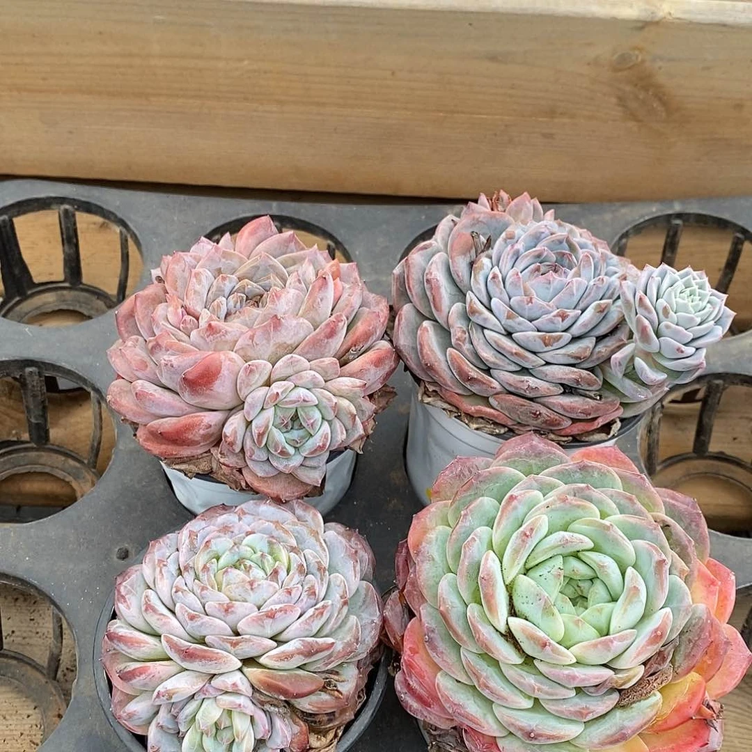 大单头冰魄 福利多多