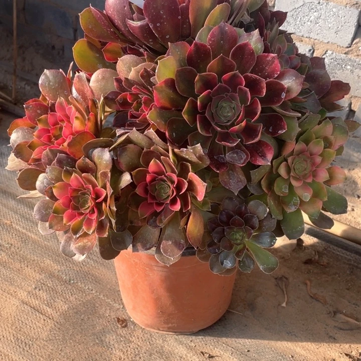 静*145雅典娜多肉法师福利不包损