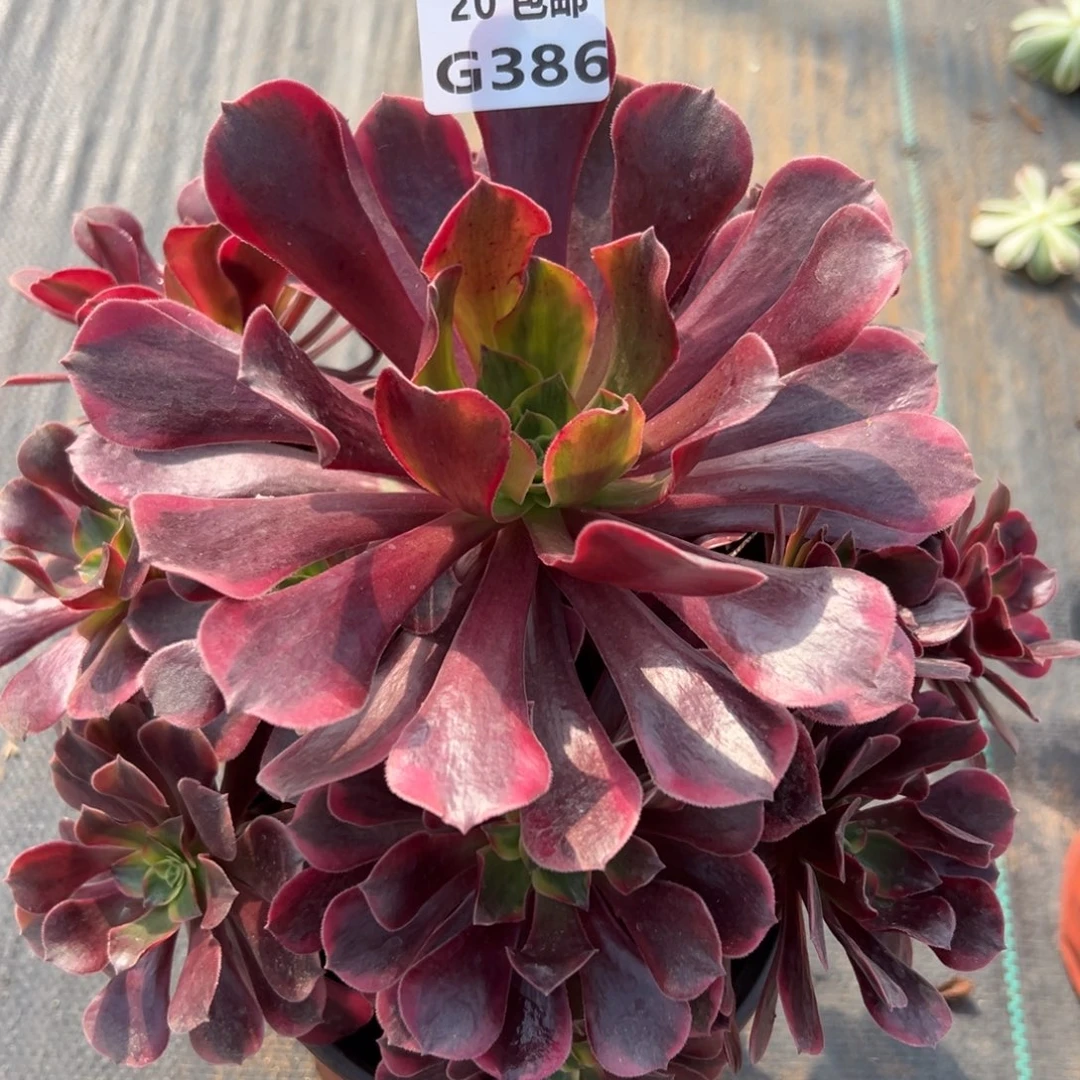 386凤冠，满20包邮