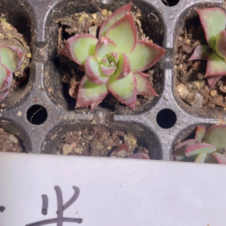 60精品惊鸿2颗一组