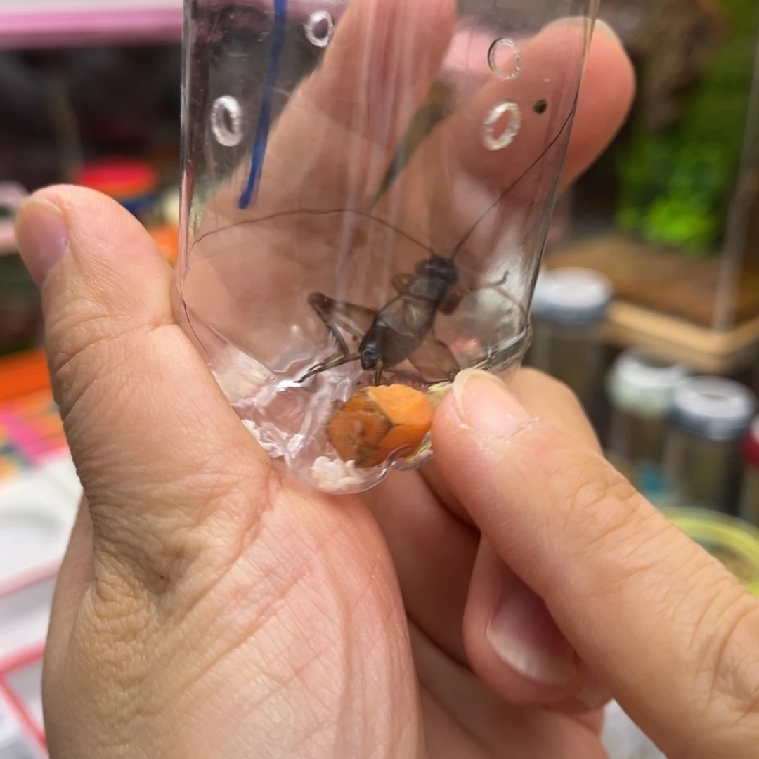 2只长须幽兰䖷哈哈哈